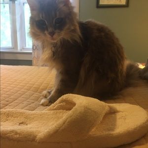 Acorn Slippers size 8-9